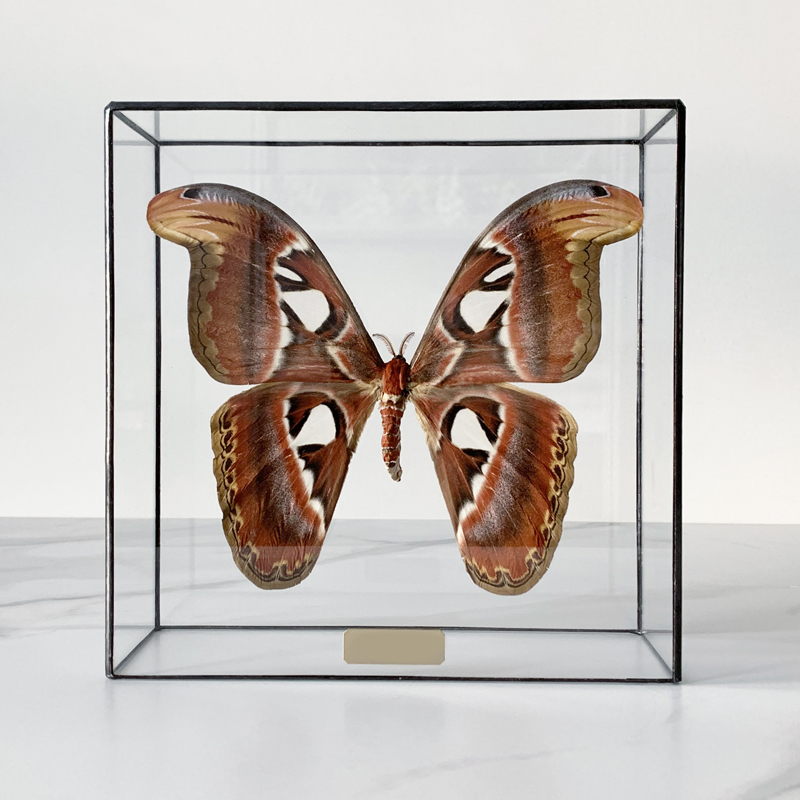 Статуэтка Butterfly Atlas Glass Box  в Орле | Loft Concept 