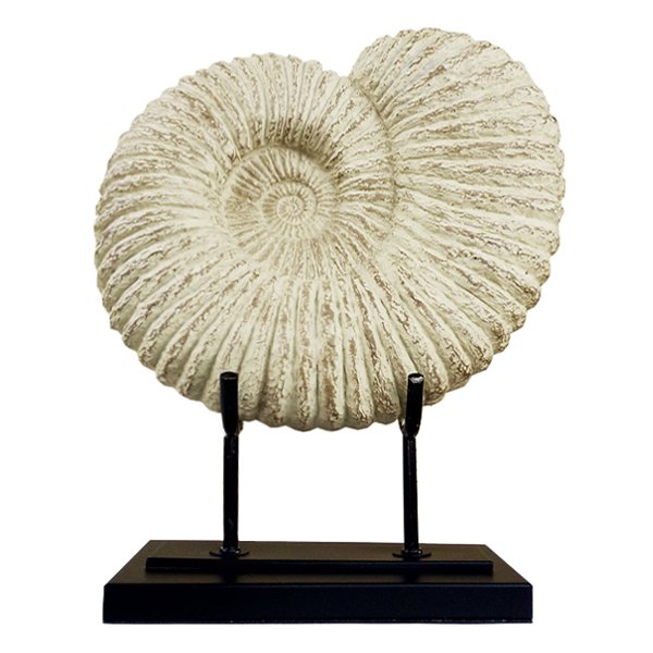 Аксессуар Аммонит Fossil Shell Аксессуар Аммонит Fossil Shell в Орле | Loft Concept