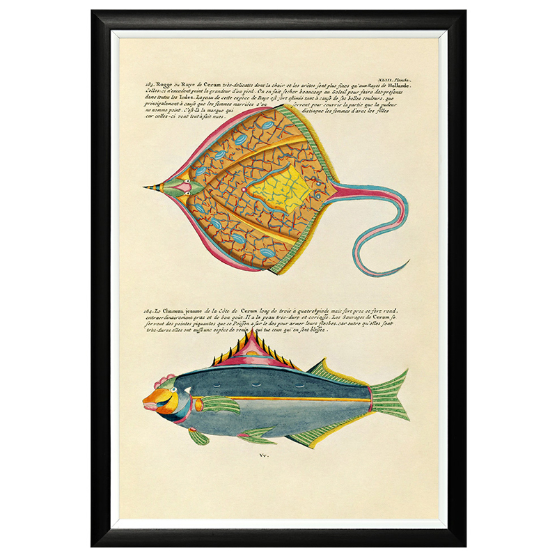 Постер в черной раме Fish Guide 25 Мульти Черный Постер в черной раме Fish Guide 25 Мульти Черный в Орле | Loft Concept
