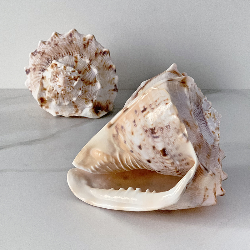 Статуэтка Cassis Cornuta Shell Статуэтка Cassis Cornuta Shell в Орле | Loft Concept