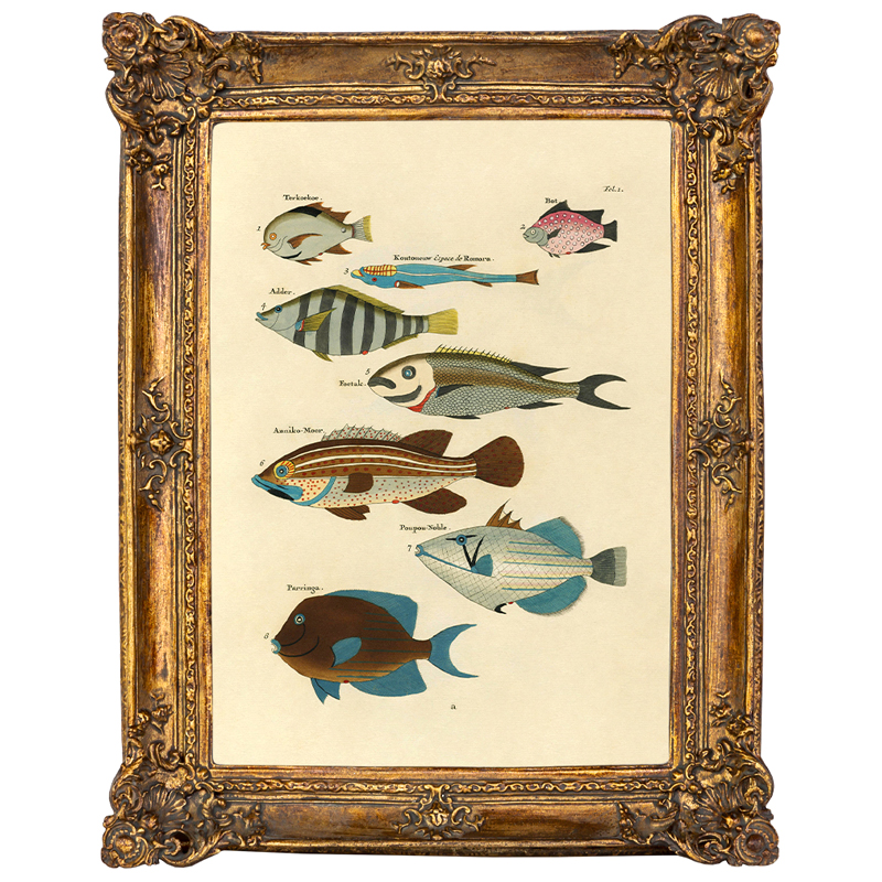 Постер Fish Species в багетной раме Мульти Золотой Постер Fish Species в багетной раме Мульти Золотой в Орле | Loft Concept