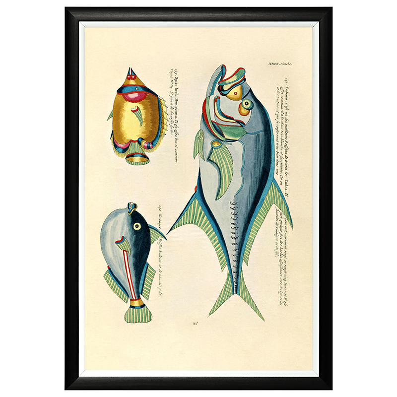 Постер в черной раме Fish Guide 18 Мульти Черный Постер в черной раме Fish Guide 18 Мульти Черный в Орле | Loft Concept