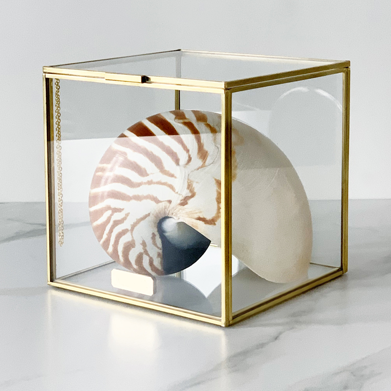 Статуэтка Nautilus Pompilius Glass Box M Статуэтка Nautilus Pompilius Glass Box M в Орле | Loft Concept