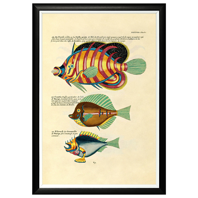 Постер в черной раме Fish Guide 24 Мульти Черный в Орле | Loft Concept 
