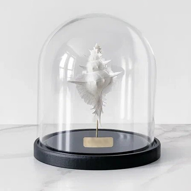 Статуэтка Murex Alabaster Glass Cloche  в Орле | Loft Concept 