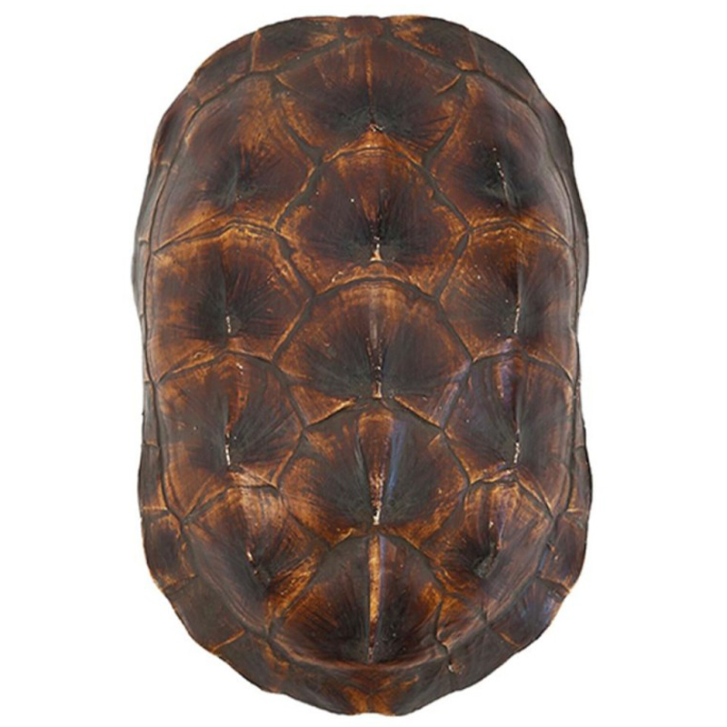 Аксессуар Turtle Shell Natural Brown Коричневый Аксессуар Turtle Shell Natural Brown Коричневый в Орле | Loft Concept