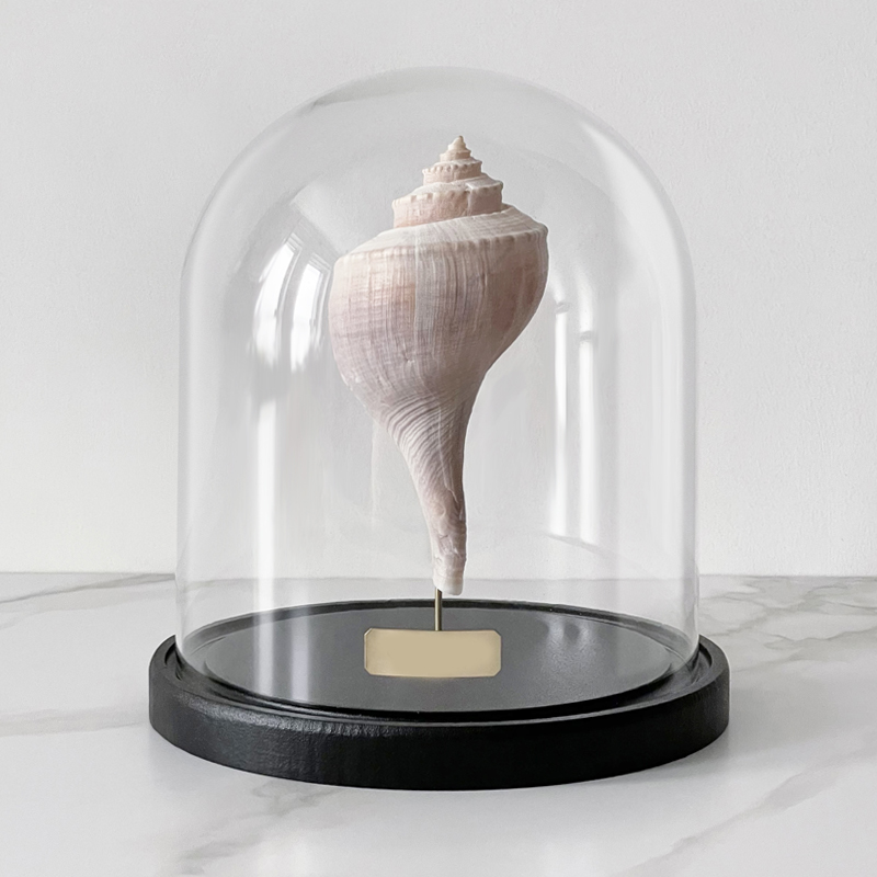 Статуэтка Busycon Canaliculatus Glass Cloche  в Орле | Loft Concept 