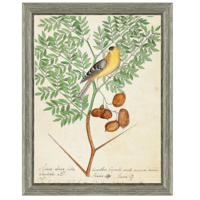 Постер Paradise Bird On Branch Постер Paradise Bird On Branch в Орле | Loft Concept