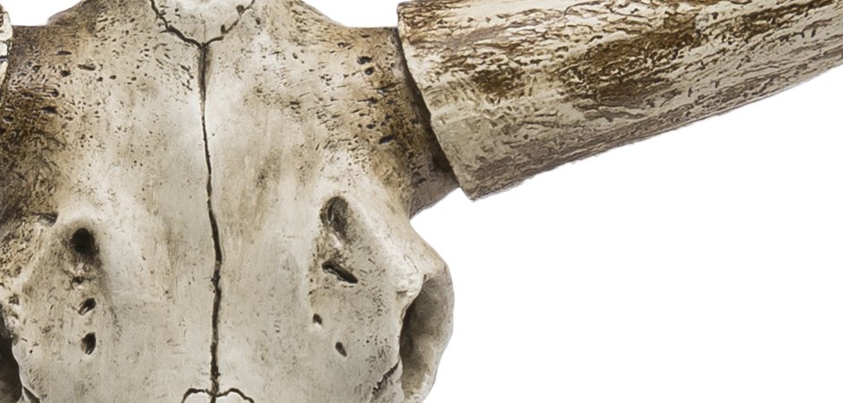 Череп быка Bull Skull Череп быка Bull Skull - Loft-Concept в Орле