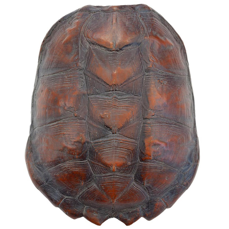 Аксессуар Turtle Shell Big Natural Коричневый Аксессуар Turtle Shell Big Natural Коричневый в Орле | Loft Concept