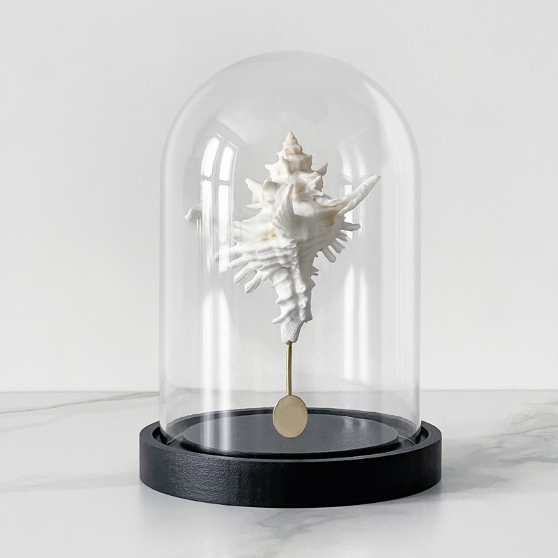 Статуэтка Murex Saharicus Glass Cloche Статуэтка Murex Saharicus Glass Cloche в Орле | Loft Concept