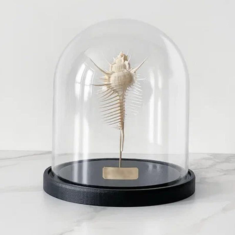 Статуэтка Murex Pecten Glass Cloche Статуэтка Murex Pecten Glass Cloche в Орле | Loft Concept