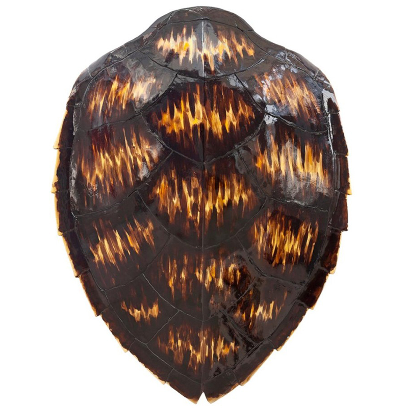 Аксессуар Turtle Shell Motley Natural Коричневый Желтый в Орле | Loft Concept 