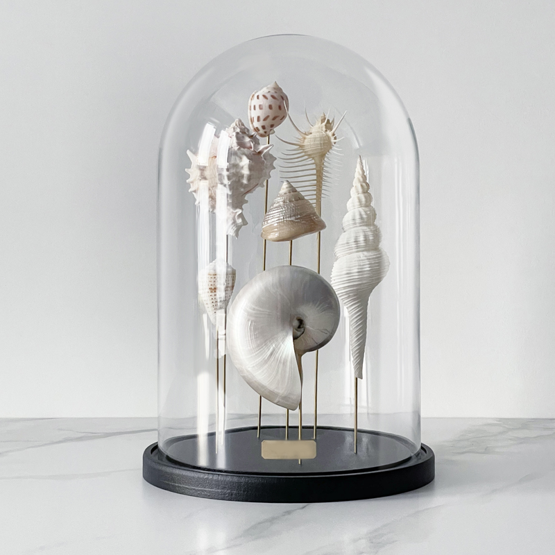 Статуэтка Shell Collection Glass Cloche 1 Статуэтка Shell Collection Glass Cloche 1 в Орле | Loft Concept