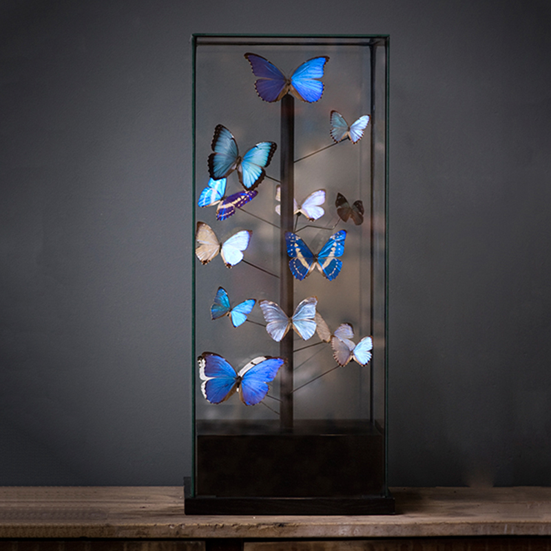 Статуэтка 14 Blue Butterflies Morphos Glass Box Статуэтка 14 Blue Butterflies Morphos Glass Box в Орле | Loft Concept