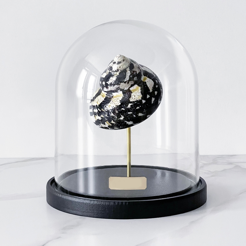 Статуэтка Turbo Cittarium Pica Glass Cloche  в Орле | Loft Concept 