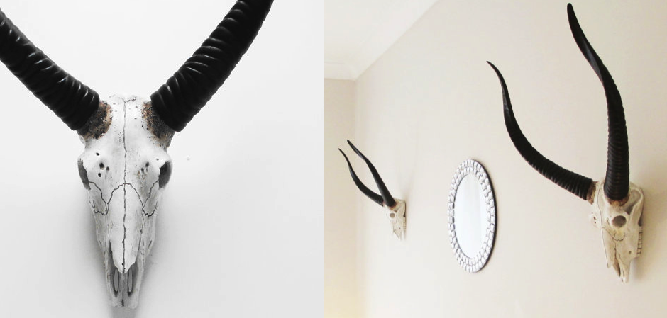 Череп антилопы с черными рогами - Loft-Concept в Орле