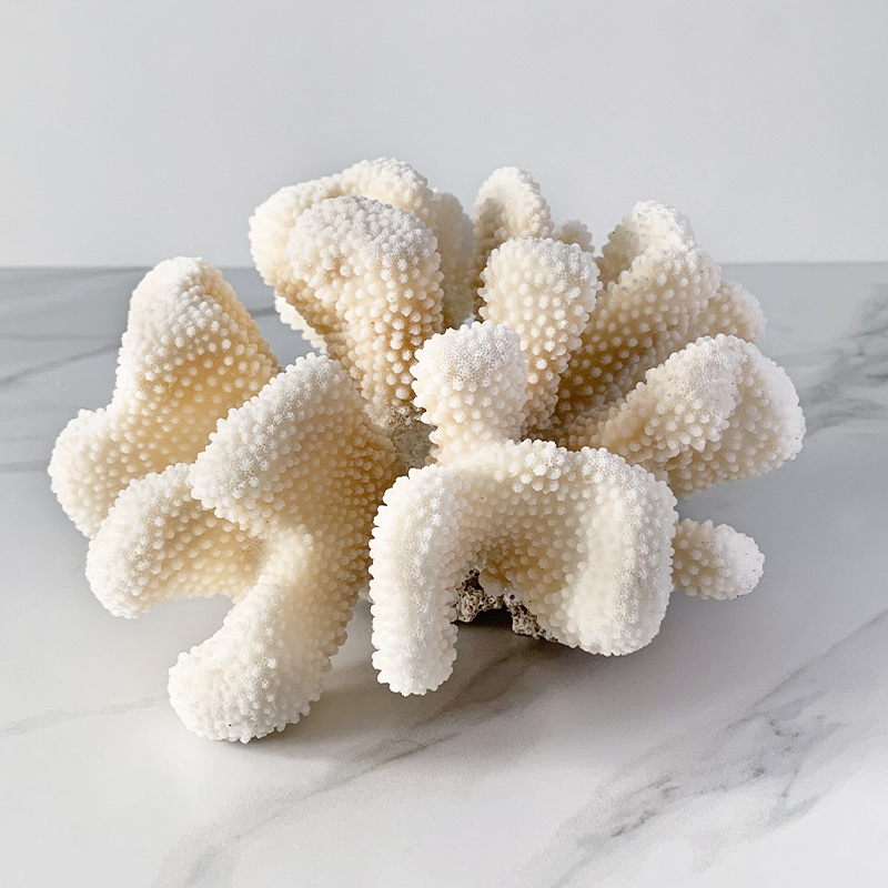 Статуэтка White Cauliflower Coral  в Орле | Loft Concept 