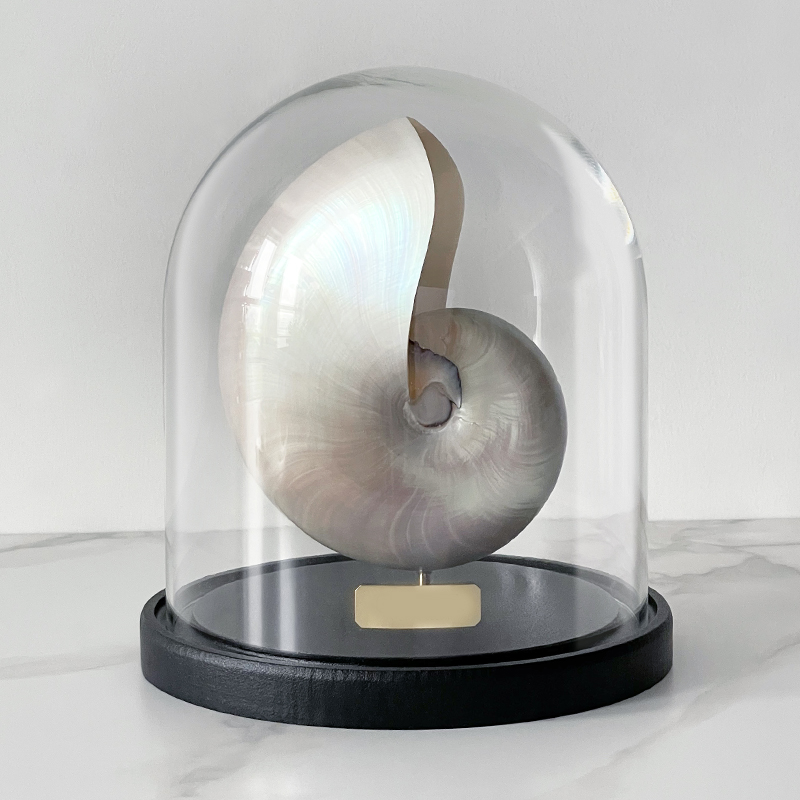 Статуэтка Nautilus Pompilius Nacre Glass Cloche Статуэтка Nautilus Pompilius Nacre Glass Cloche в Орле | Loft Concept