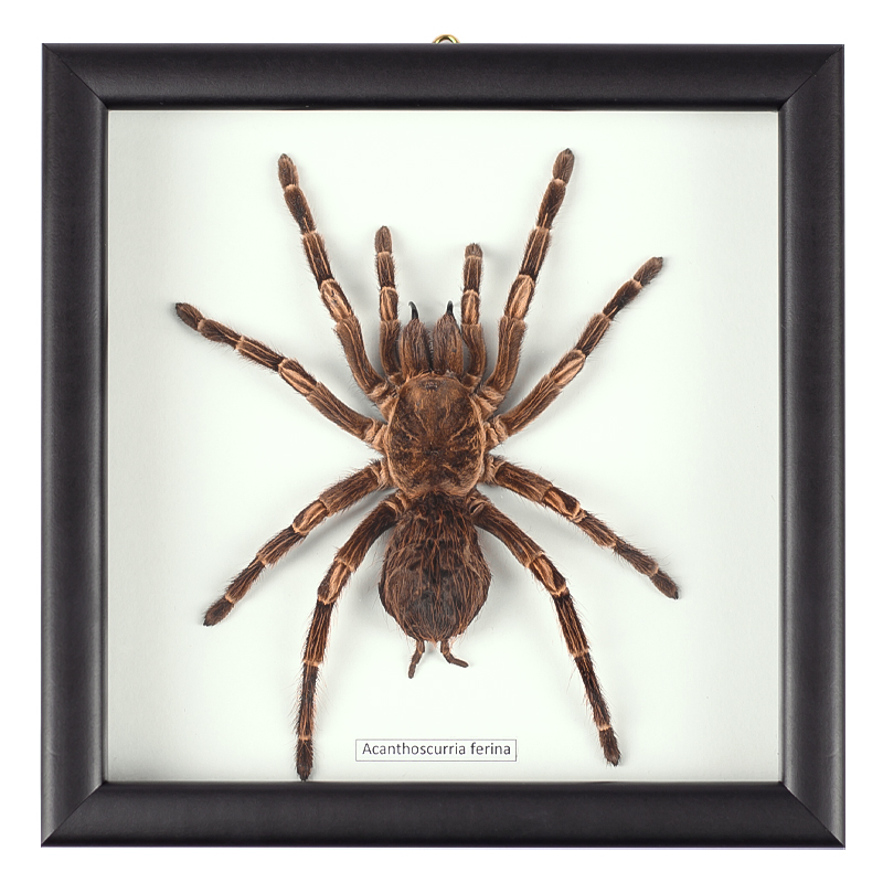 Аксессуар на стену Паук Acanthoscurria Ferina Коричневый Белый Черный Аксессуар на стену Паук Acanthoscurria Ferina Коричневый Белый Черный в Орле | Loft Concept