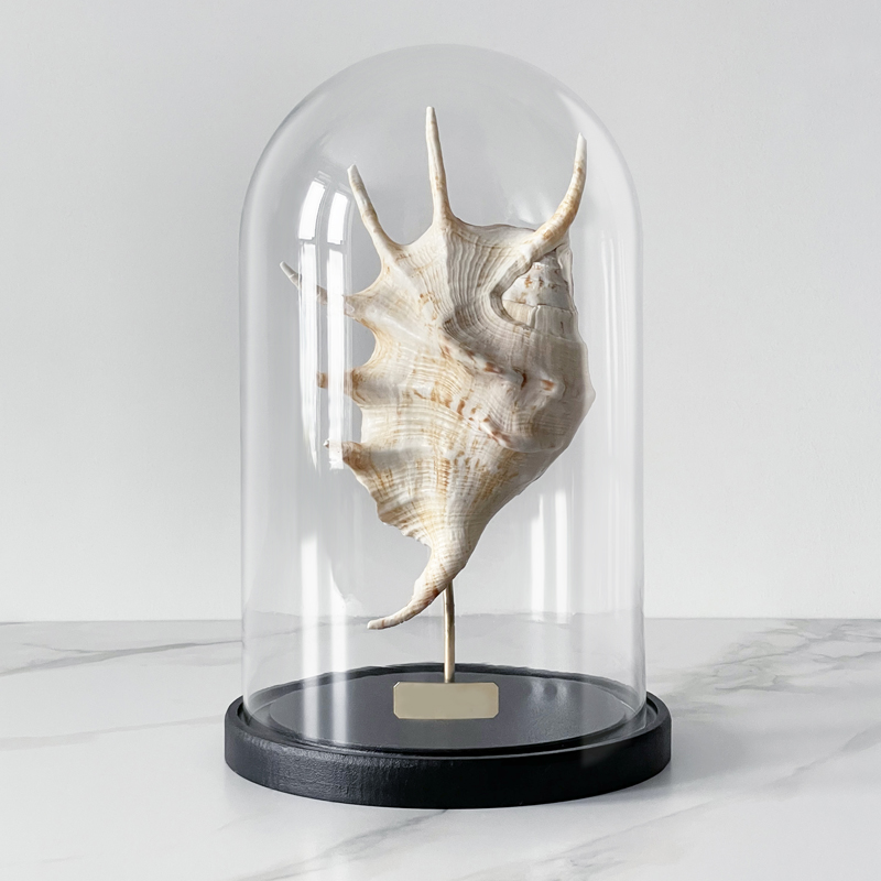 Статуэтка Lambis Glass Cloche Статуэтка Lambis Glass Cloche в Орле | Loft Concept