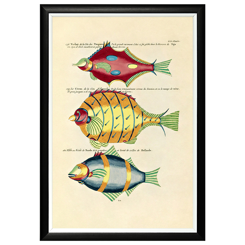 Постер в черной раме Fish Guide 26 Мульти Черный в Орле | Loft Concept 