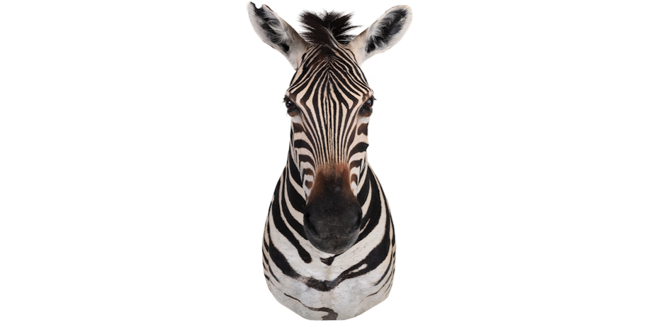 Голова зебры Burchellii Чучело таксидермия ZEBRA SHM RIGHT Голова зебры Burchellii Чучело таксидермия ZEBRA SHM RIGHT - Loft-Concept в Орле
