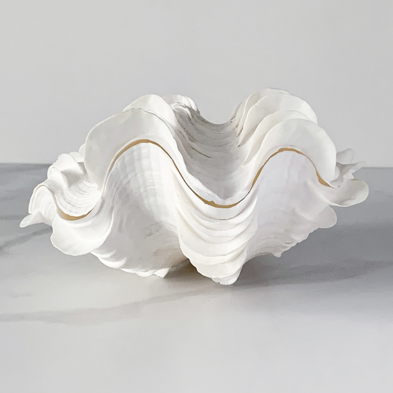 Статуэтка Tridacna Squamosa Shell Статуэтка Tridacna Squamosa Shell в Орле | Loft Concept