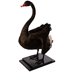 Настоящее чучело черного лебедя Black Swan варинант исполнения - 2 | Loft Concept в Орле