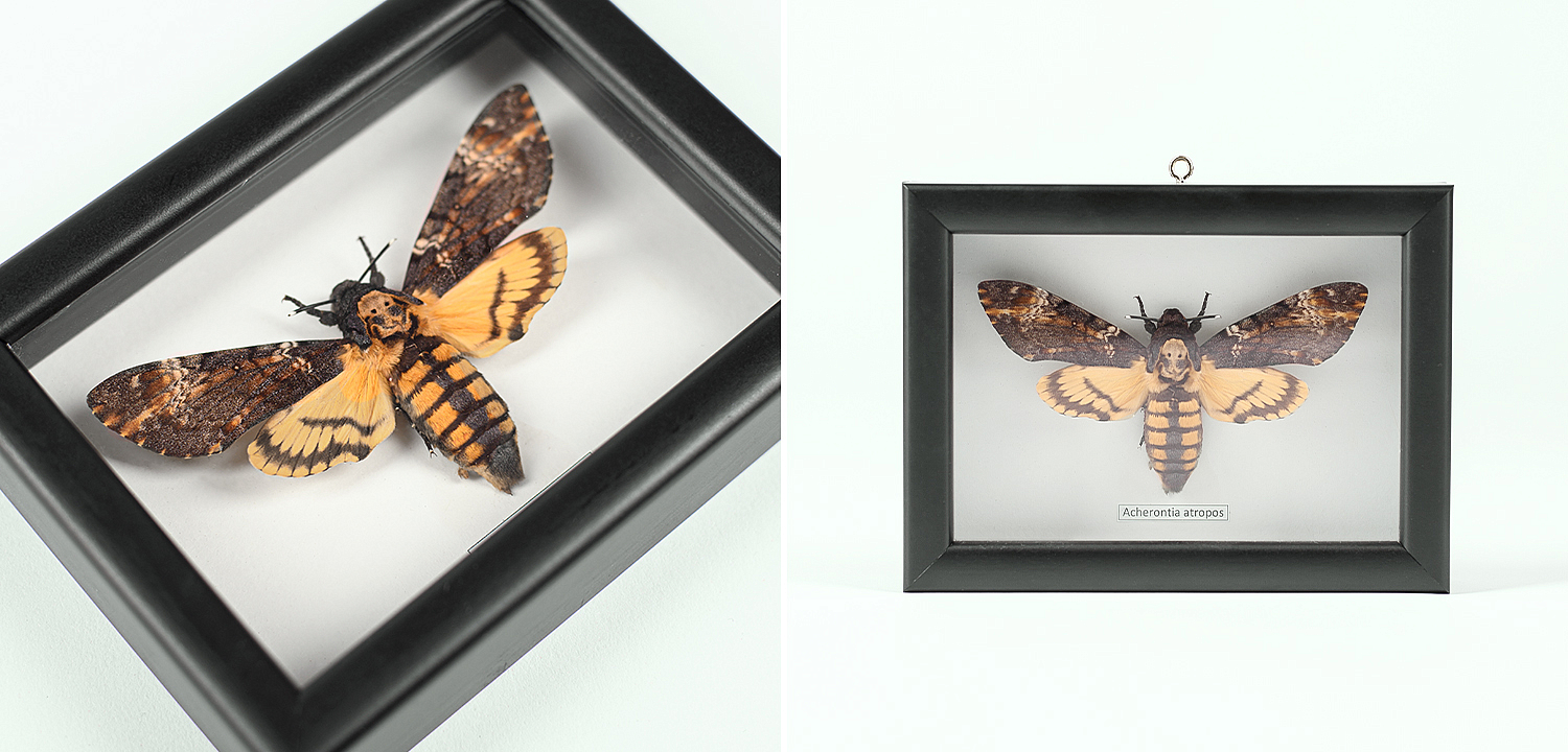 Аксессуар на стену Бабочка Acherontia atropos Аксессуар на стену Бабочка Acherontia atropos - Loft-Concept в Орле