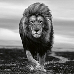 Книга Beusker. Look into my Eyes варинант исполнения - 7 | Loft Concept в Орле