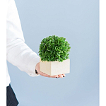 Декоративный искусственное растение Square boxwood варинант исполнения - 7 | Loft Concept в Орле