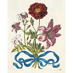 Книга цветов 22 постера Maria Sibylla Merian: 22 Pull-Out Posters варинант исполнения - 3 | Loft Concept в Орле