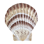Фигурка из фарфора в виде ракушки морского гребешка Marine Tridacna варинант исполнения - 1 | Loft Concept в Орле