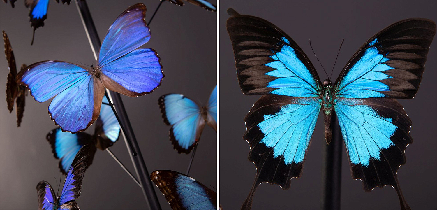 Статуэтка 14 Blue Butterflies Morphos Glass Box Статуэтка 14 Blue Butterflies Morphos Glass Box - Loft-Concept в Орле