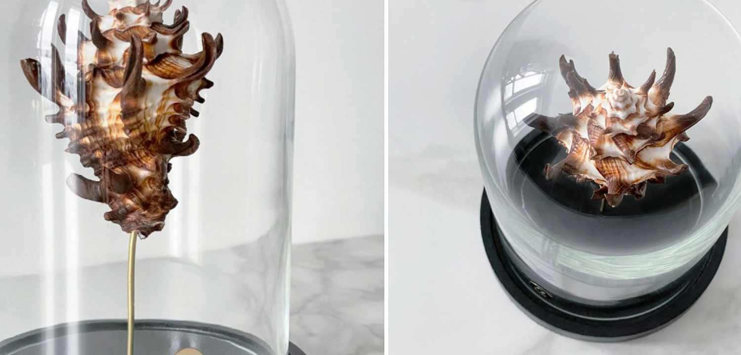 Статуэтка Vasum Tubiferum Glass Cloche Статуэтка Vasum Tubiferum Glass Cloche - Loft-Concept в Орле