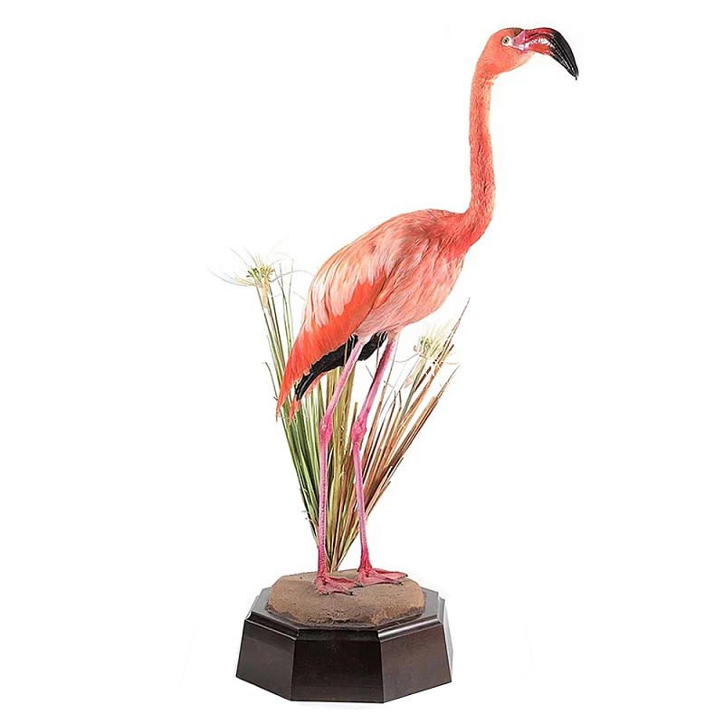 Настоящее чучело фламинго Pink Flamingo Розовый Коричневый Настоящее чучело фламинго Pink Flamingo Розовый Коричневый в Орле | Loft Concept