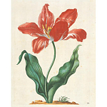 Книга цветов 22 постера Maria Sibylla Merian: 22 Pull-Out Posters варинант исполнения - 5 | Loft Concept в Орле