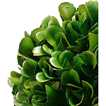 Декоративный искусственное растение Square boxwood варинант исполнения - 2 | Loft Concept в Орле