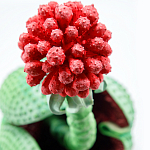 Дизайнерская статуэтка для интерьера Tropical Fruit Pandora 16 варинант исполнения - 1 | Loft Concept в Орле