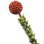 Статуэтка тропический фрукт  Tropical Fruit High Orange варинант исполнения - 2 | Loft Concept в Орле