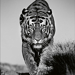 Книга Beusker. Look into my Eyes варинант исполнения - 6 | Loft Concept в Орле