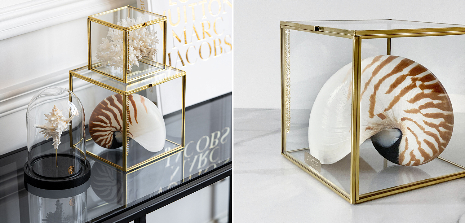 Статуэтка Nautilus Pompilius Glass Box M Статуэтка Nautilus Pompilius Glass Box M - Loft-Concept в Орле