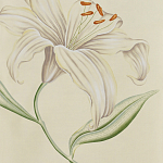 Обои ручная роспись Lilium Special Colourway on Ivory dyed silk варинант исполнения - 2 | Loft Concept в Орле