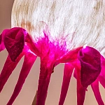 Торшер фуксия «Цветы из снов»  варинант исполнения - 4 | Loft Concept в Орле