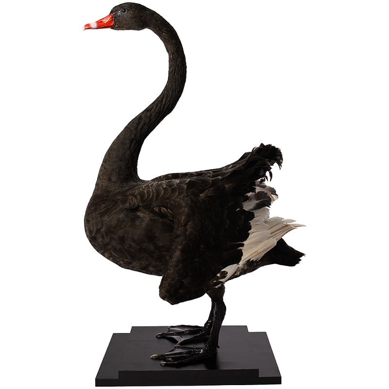Настоящее чучело черного лебедя Black Swan Черный Коричневый Настоящее чучело черного лебедя Black Swan Черный Коричневый в Орле | Loft Concept