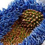 Дизайнерская статуэтка для интерьера Tropical Fruit Pandora 12 варинант исполнения - 3 | Loft Concept в Орле