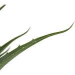 Декоративный искусственное растение Medium Aloe варинант исполнения - 2 | Loft Concept в Орле