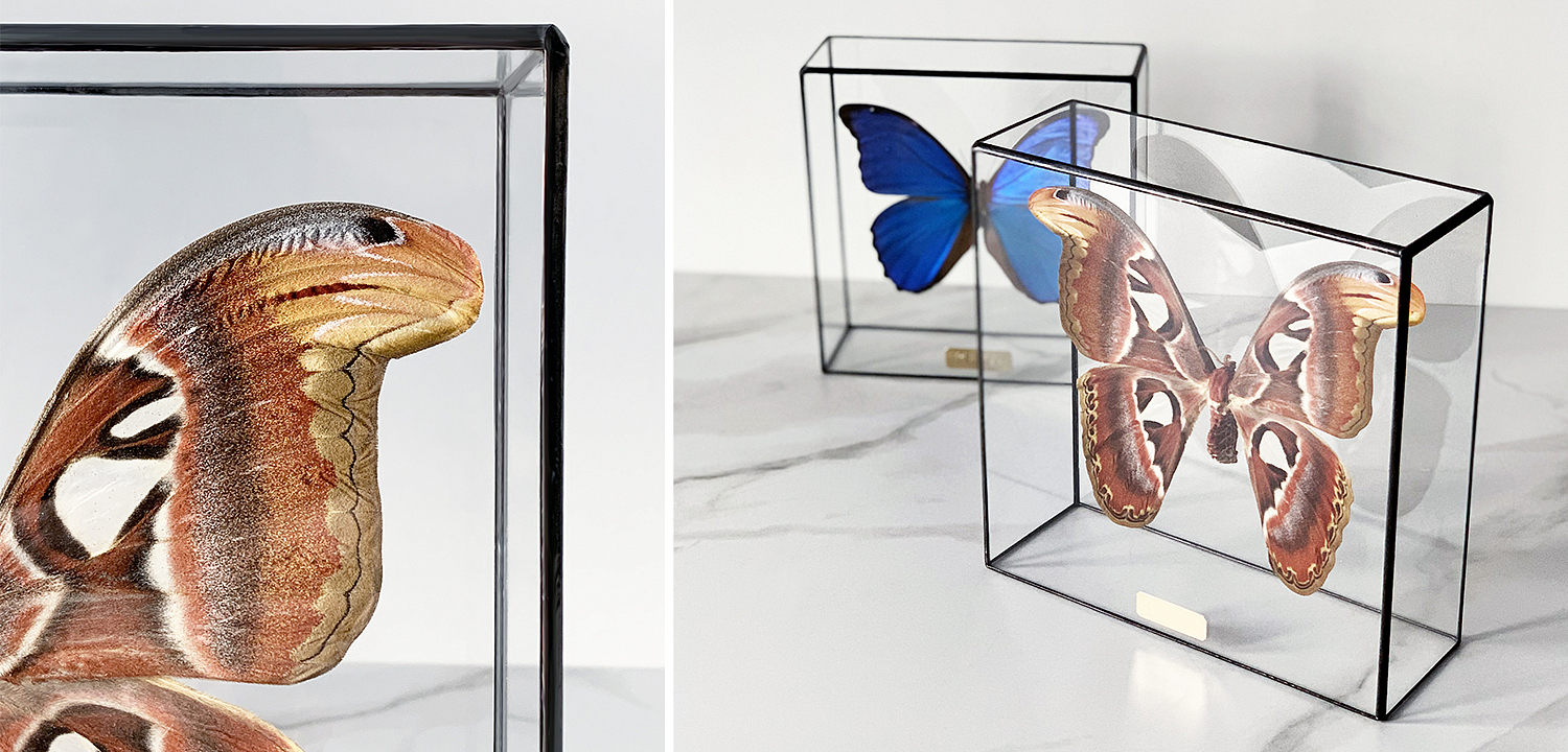 Статуэтка Butterfly Atlas Glass Box Статуэтка Butterfly Atlas Glass Box - Loft-Concept в Орле