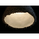 Светильник Acus варинант исполнения - 3 | Loft Concept в Орле